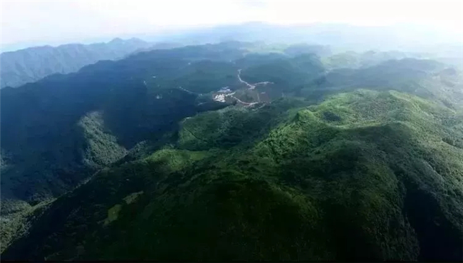 原始森林.webp (1).jpg