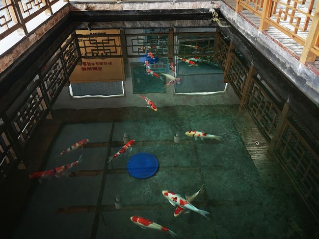 寻找锦鲤 (4).jpg