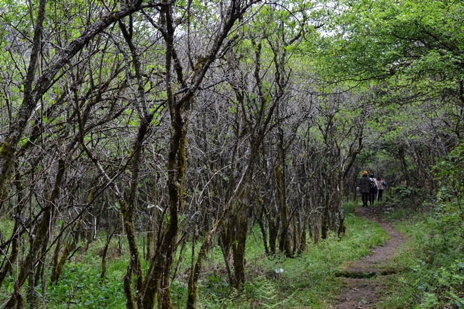 炎陵大院盐茶古道   (1).jpg