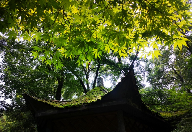岳麓山徒步 (6).jpg