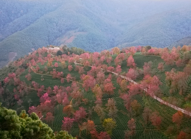 无量山樱花谷 (41).jpg