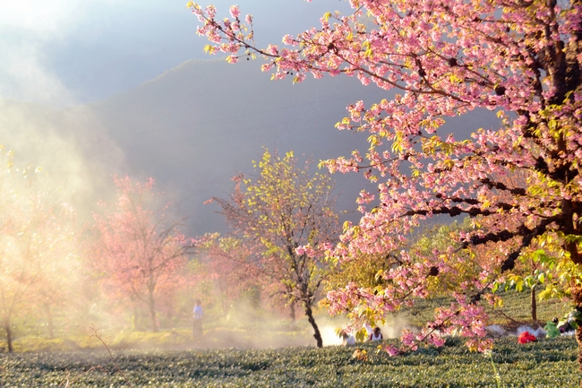 无量山樱花谷 (35).jpg