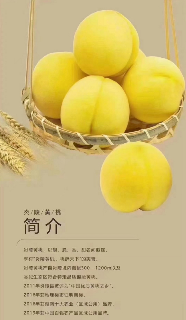 1627733011459638.jpg 炎陵黄桃简介 (3).jpg