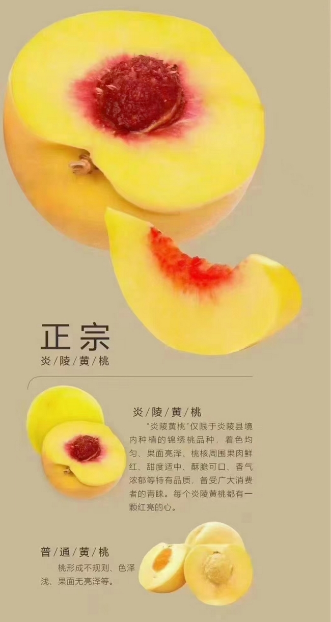 1627733027679711.jpg 炎陵黄桃简介 (4).jpg
