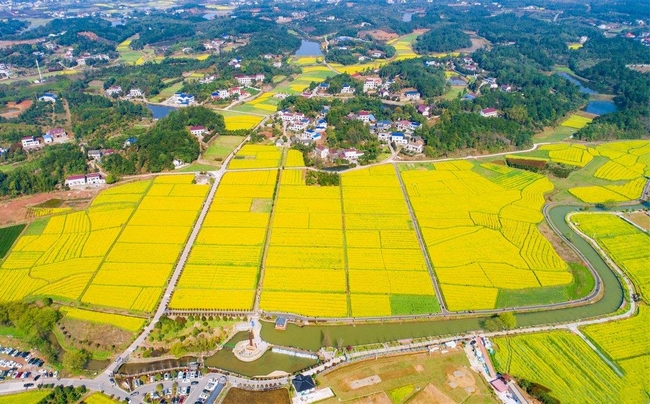 江背镇五福村油菜花 (2).jpg