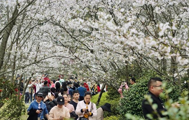 望城玉湖樱花 (2).jpg
