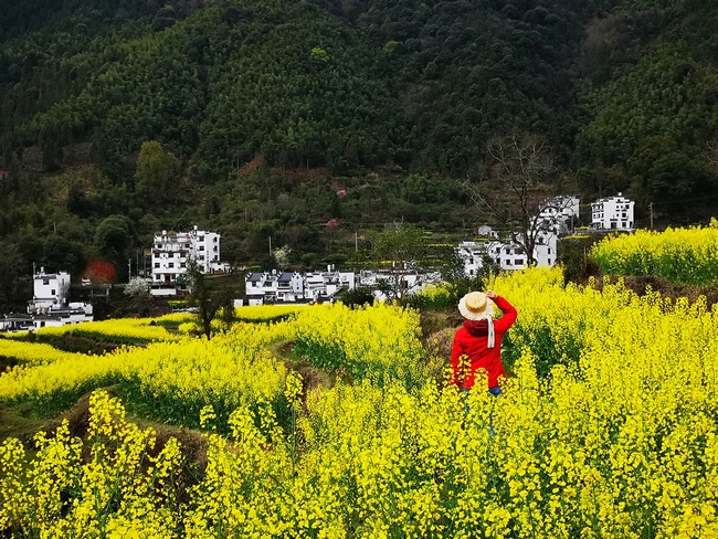 江岭油菜花海1.jpg